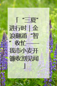 “三夏”进行时｜金浪翻涌“智”收忙——我市小麦开镰收割见闻