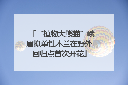 “植物大熊猫”峨眉拟单性木兰在野外回归点首次开花