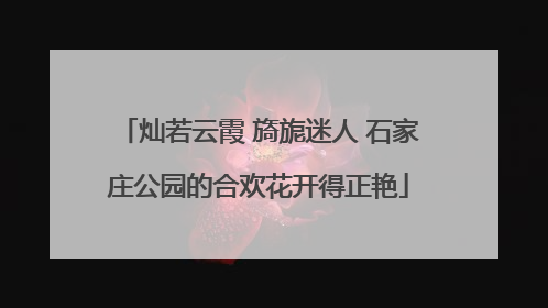 灿若云霞 旖旎迷人 石家庄公园的合欢花开得正艳