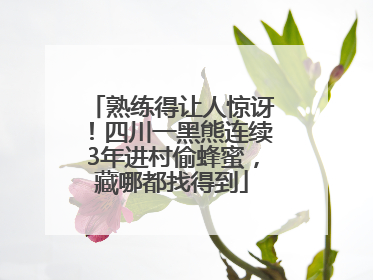 熟练得让人惊讶！四川一黑熊连续3年进村偷蜂蜜，藏哪都找得到