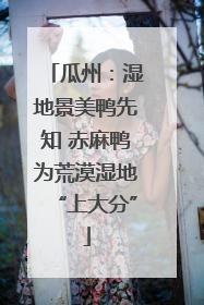 瓜州：湿地景美鸭先知 赤麻鸭为荒漠湿地“上大分”