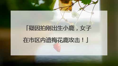 疑因拍刚出生小鹿，女子在市区内遭梅花鹿攻击！
