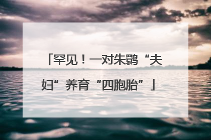罕见！一对朱鹮“夫妇”养育“四胞胎”