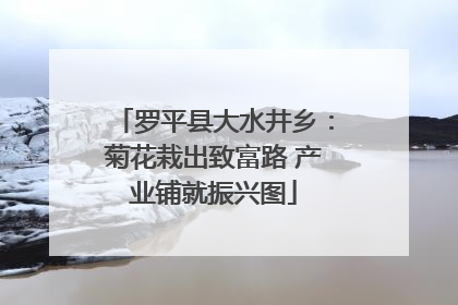 罗平县大水井乡：菊花栽出致富路 产业铺就振兴图