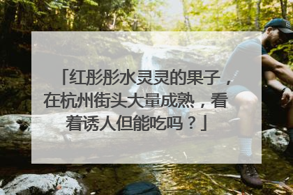 红彤彤水灵灵的果子，在杭州街头大量成熟，看着诱人但能吃吗？