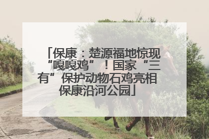 保康：楚源福地惊现“嘎嘎鸡”！国家“三有”保护动物石鸡亮相保康沿河公园
