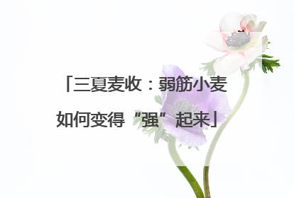 三夏麦收：弱筋小麦如何变得“强”起来