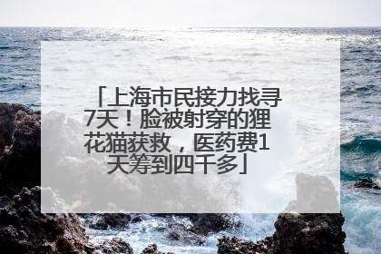 上海市民接力找寻7天！脸被射穿的狸花猫获救，医药费1天筹到四千多