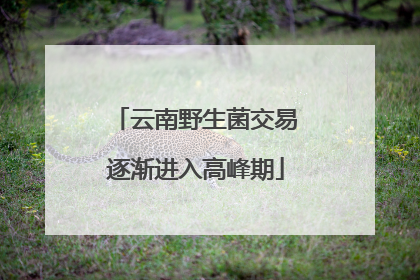 云南野生菌交易逐渐进入高峰期