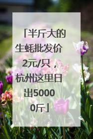半斤大的生蚝批发价2元/只，杭州这里日出50000斤