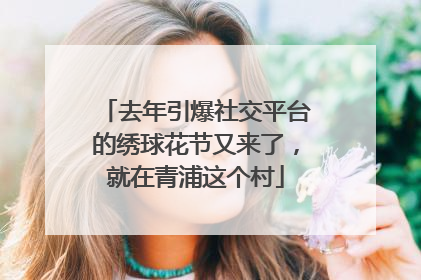 去年引爆社交平台的绣球花节又来了，就在青浦这个村
