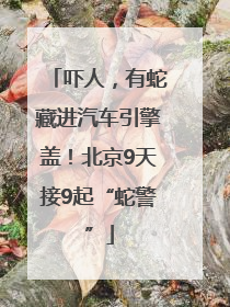 吓人，有蛇藏进汽车引擎盖！北京9天接9起“蛇警”