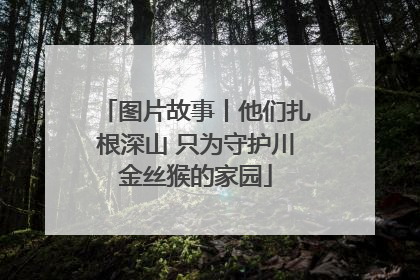 图片故事丨他们扎根深山 只为守护川金丝猴的家园
