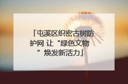 屯溪区织密古树防护网 让“绿色文物”焕发新活力
