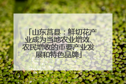 山东莒县：鲜切花产业成为当地农业增效、农民增收的重要产业发展和特色品牌