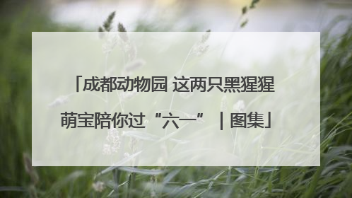 成都动物园 这两只黑猩猩萌宝陪你过“六一”｜图集