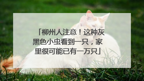 柳州人注意！这种灰黑色小虫看到一只，家里很可能已有一万只