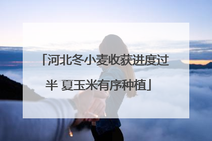 河北冬小麦收获进度过半 夏玉米有序种植