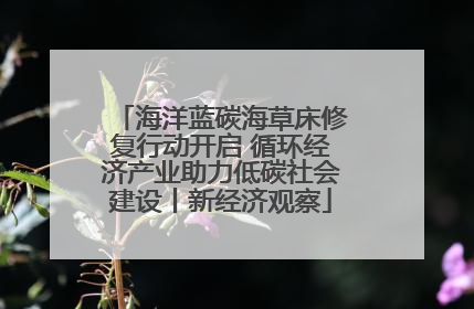 海洋蓝碳海草床修复行动开启 循环经济产业助力低碳社会建设丨新经济观察