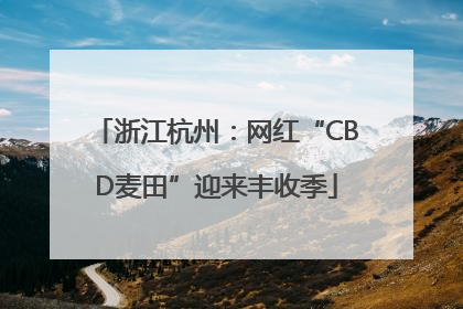 浙江杭州：网红“CBD麦田”迎来丰收季