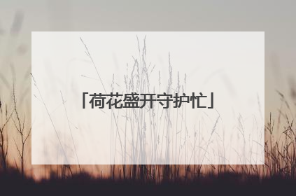 荷花盛开守护忙