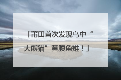 莆田首次发现鸟中“大熊猫”黄腹角雉！