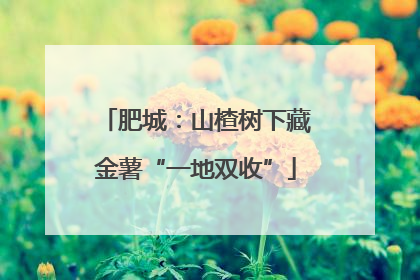 肥城：山楂树下藏金薯“一地双收”