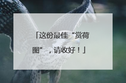这份最佳“赏荷图”，请收好！