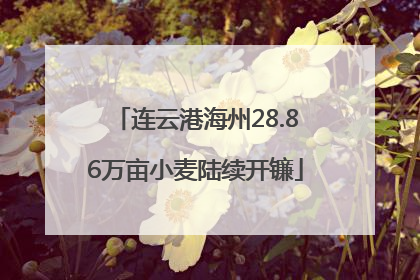 连云港海州28.86万亩小麦陆续开镰