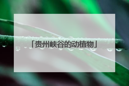贵州峡谷的动植物