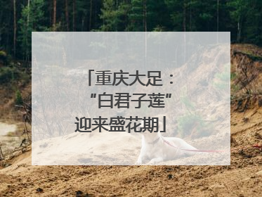 重庆大足：“白君子莲”迎来盛花期
