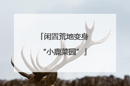 闲置荒地变身“小鹿菜园”